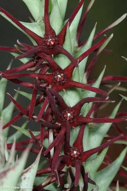 plant/Orbea baldratii-6