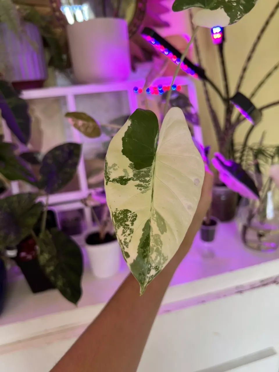 plant/💚🤍Macrorrizha Albo Alocasia🤍💚-0