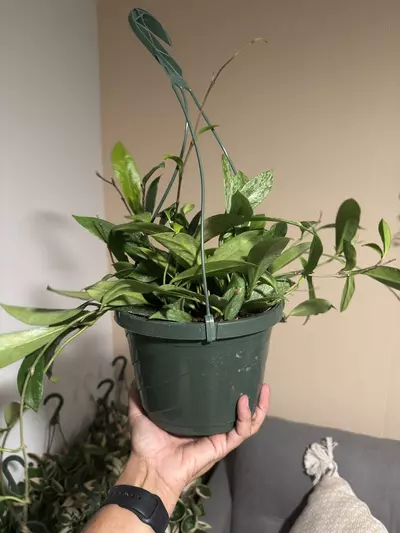 plant/8” HB Hoya Pubicalyx Silver Splash-1-thumbnail