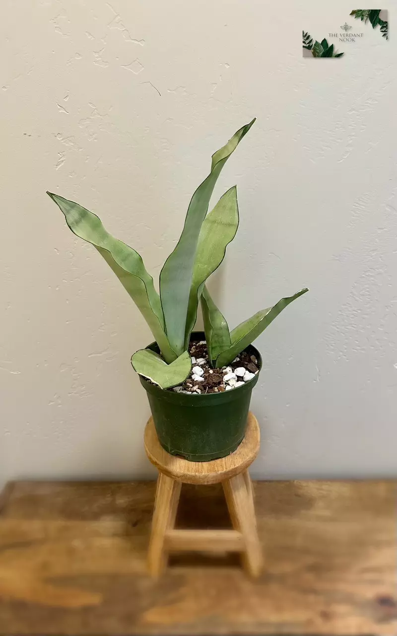 plant/Snake Plant ‘Moonshine’ | Rare Sansevieria Succulent | 6” House Plant-1