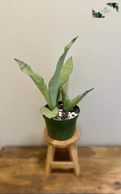 plant/Snake Plant ‘Moonshine’ | Rare Sansevieria Succulent | 6” House Plant-1-thumbnail
