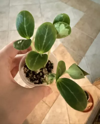 plant/Loofa seeds-1-thumbnail