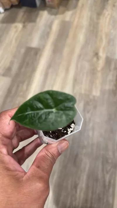plant/Alocasia watsoniana-0-thumbnail