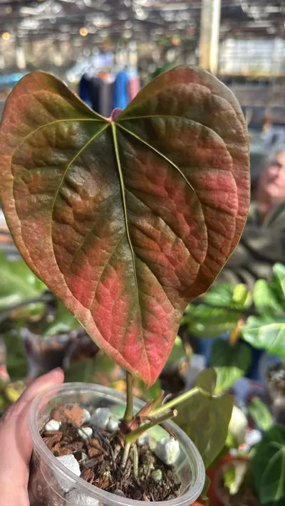 plant/Anthurium Queen of Hearts-0-thumbnail