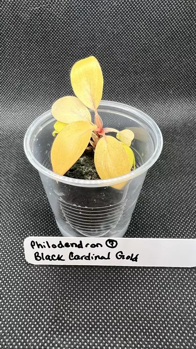 plant/Philodendron Black Cardinal Gold-6-thumbnail