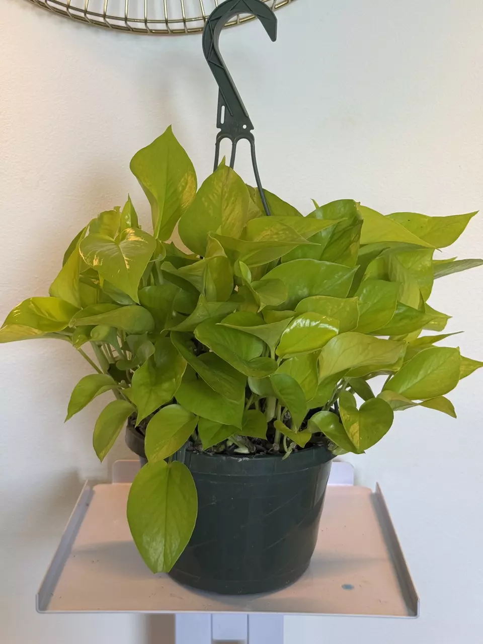 plant/8” HB Pothos Neon-0