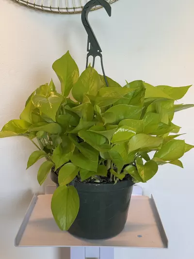 plant/8” HB Pothos Neon-0-thumbnail