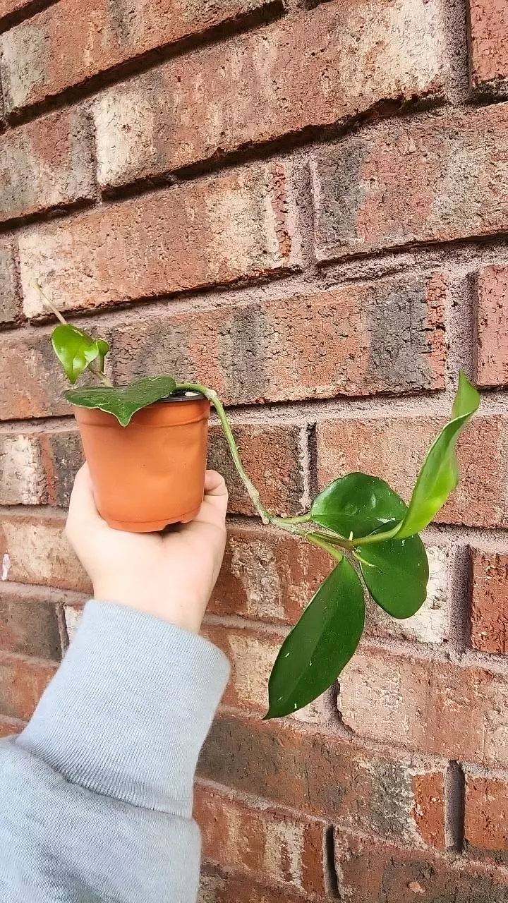 heat_pack/Hoya freckles-1