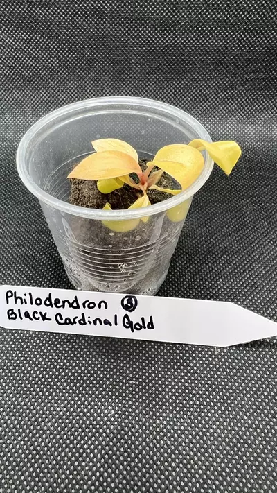 plant/Philodendron Black Cardinal Gold-2-thumbnail