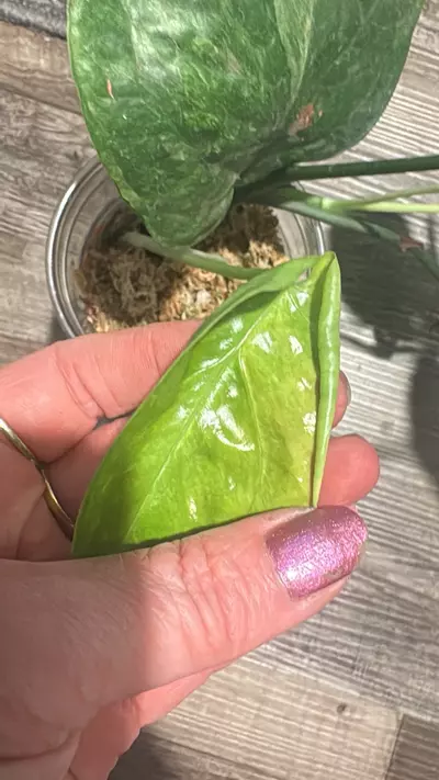 plant/Amydrium mint variegated Spider-Man plant?-2-thumbnail