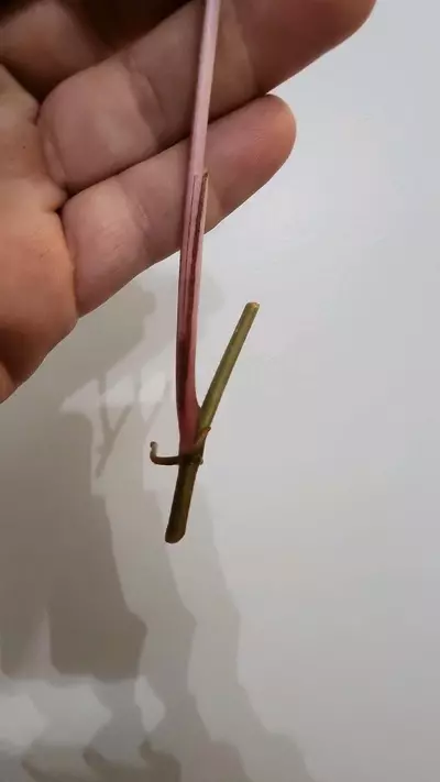 plant/Syngonium Albo-1-thumbnail