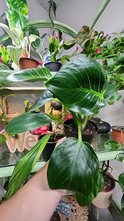 plant/Philodendron Birkin-0-thumbnail