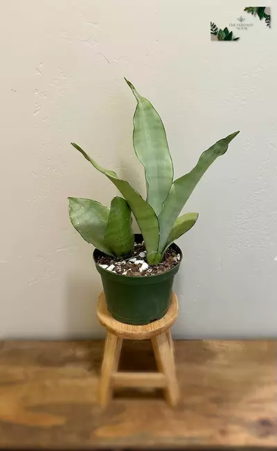 plant/Snake Plant ‘Moonshine’ | Rare Sansevieria Succulent | 6” House Plant-0-thumbnail