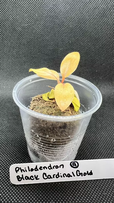 plant/Philodendron Black Cardinal Gold-8-thumbnail