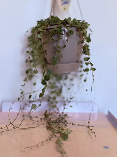 plant/6” HB String of Turtles - Long vines-1-thumbnail