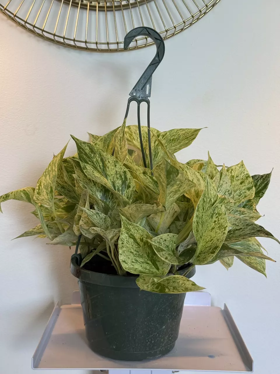plant/8” HB Pothos Snow Queen-0