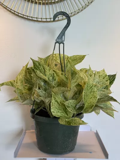 plant/8” HB Pothos Snow Queen-0-thumbnail