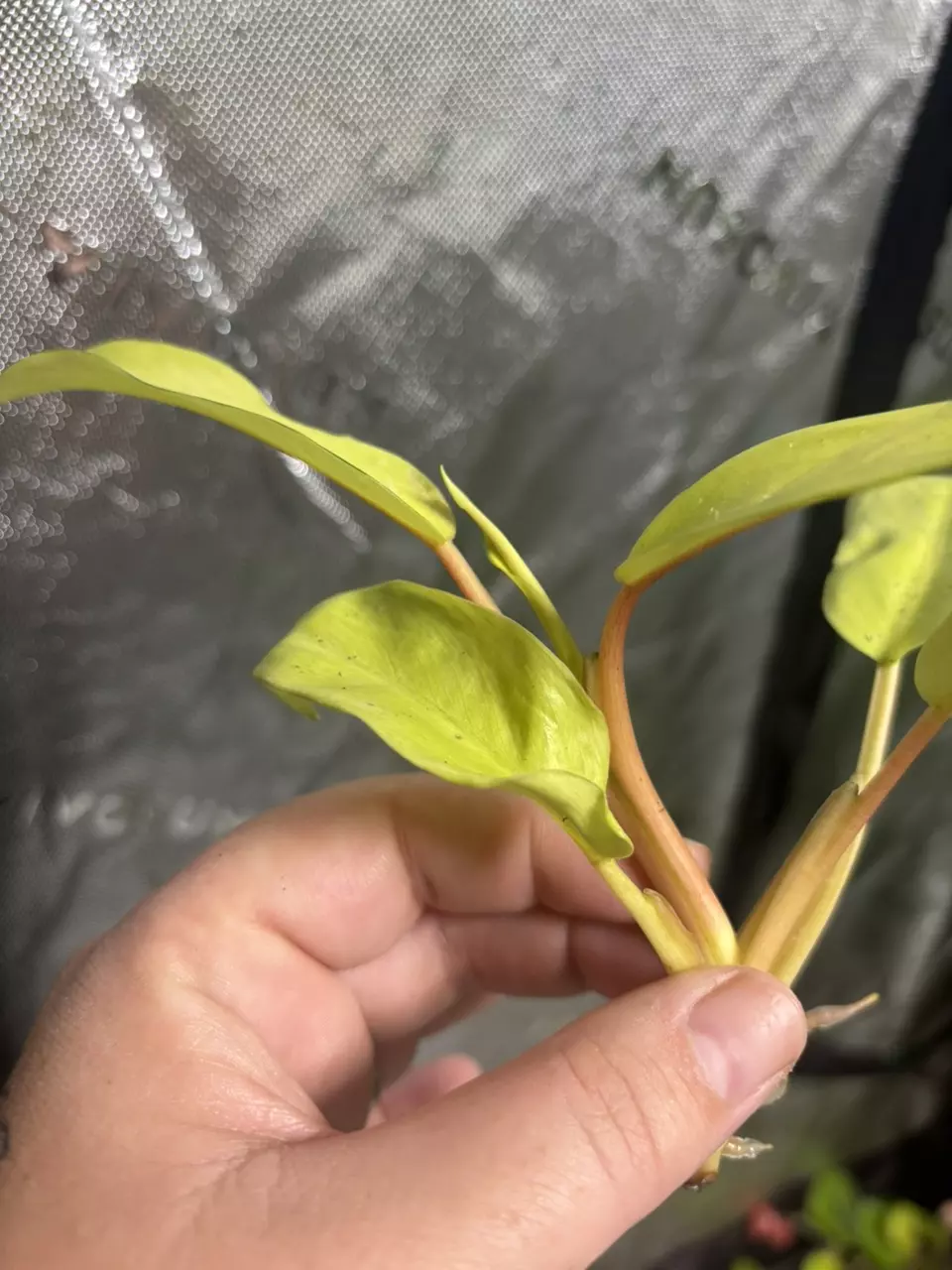 heat_pack/Thai Sunrise rooted cut-2