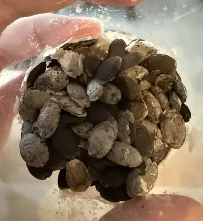 plant/Loofa seeds-0-thumbnail