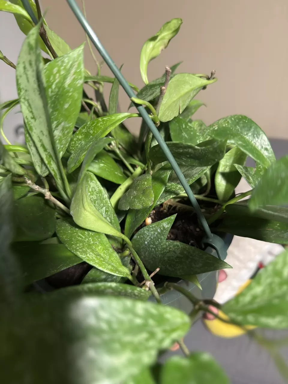 plant/8” HB Hoya Pubicalyx Silver Splash-2