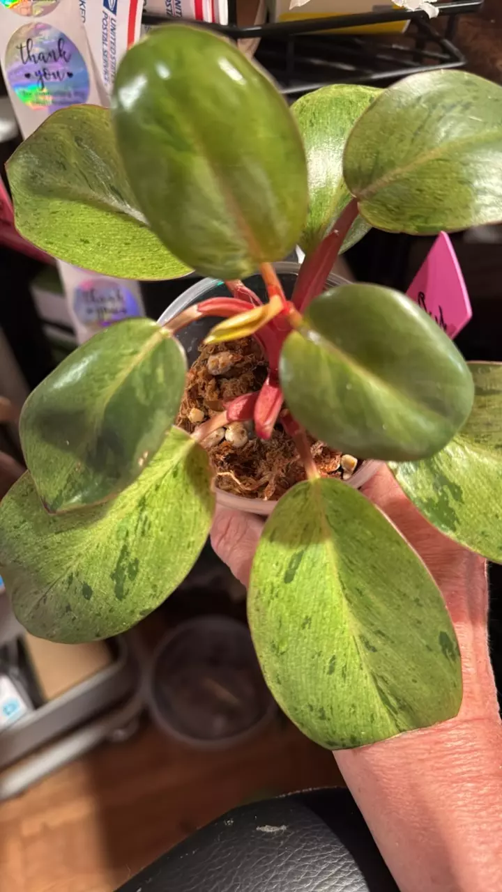 plant/Philodendron Red Congo Dwarf mint-0