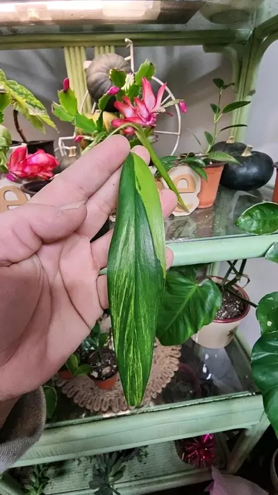 plant/Variegated amplissimum silver streak-0-thumbnail