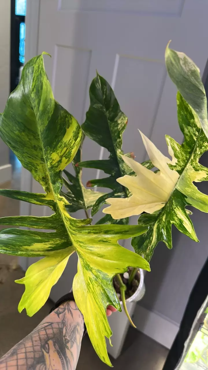 plant/Philodendron Florida Beauty x Mayoi-1