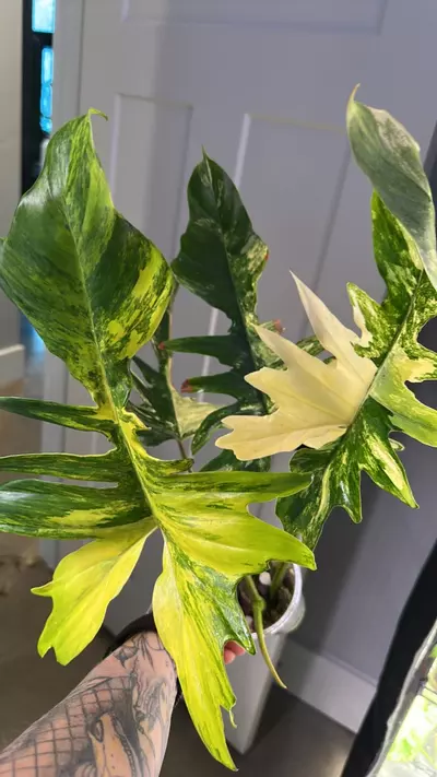 plant/Philodendron Florida Beauty x Mayoi-1-thumbnail