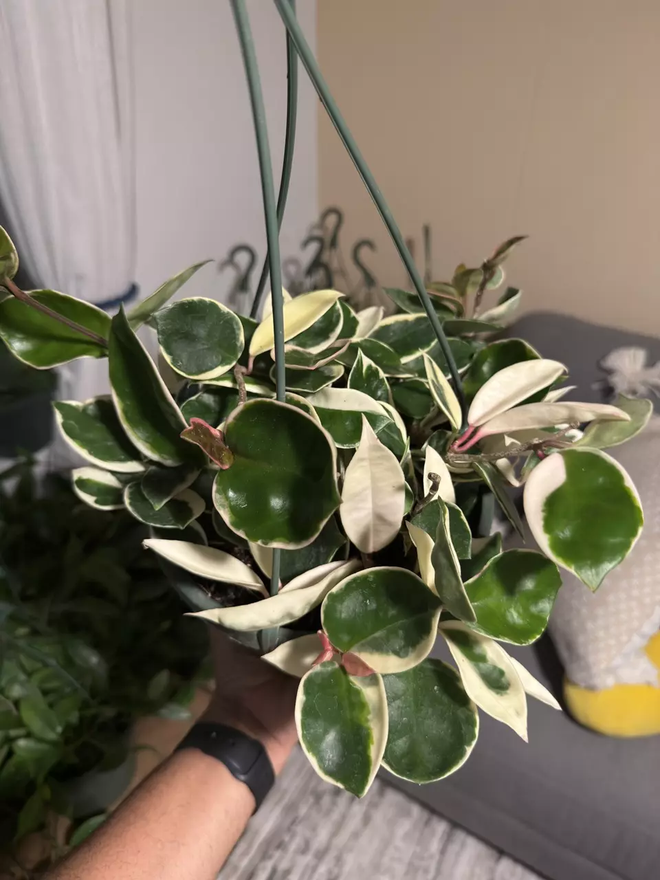 plant/8” HB Hoya Krimson Queen-1