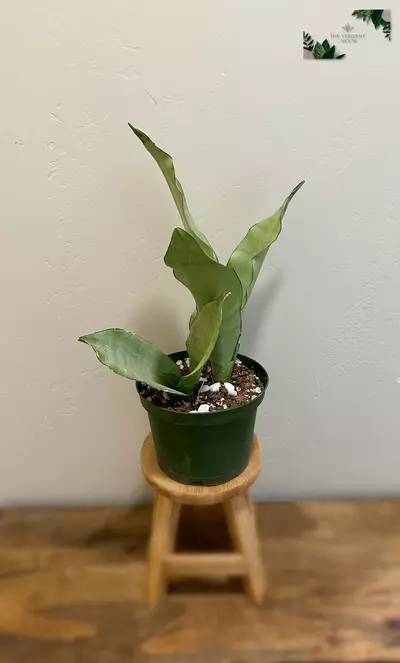 plant/Snake Plant ‘Moonshine’ | Rare Sansevieria Succulent | 6” House Plant-3-thumbnail