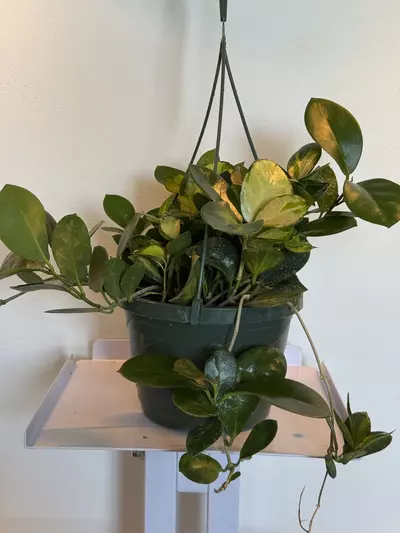 plant/8” HB Hoya Australis Lisa-0-thumbnail
