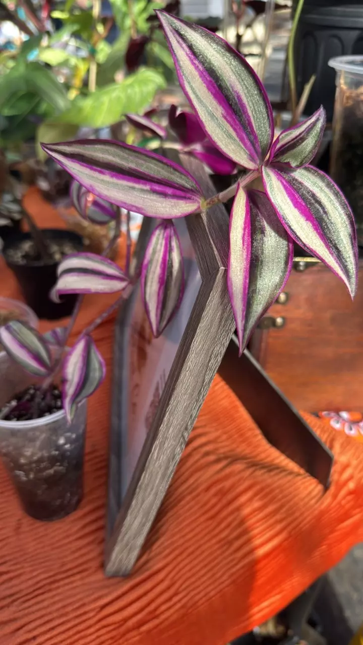 plant/Tradescantia Tri-Color-0