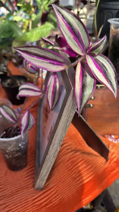 plant/Tradescantia Tri-Color-0-thumbnail