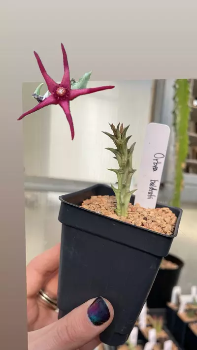 plant/Orbea baldratii-1-thumbnail