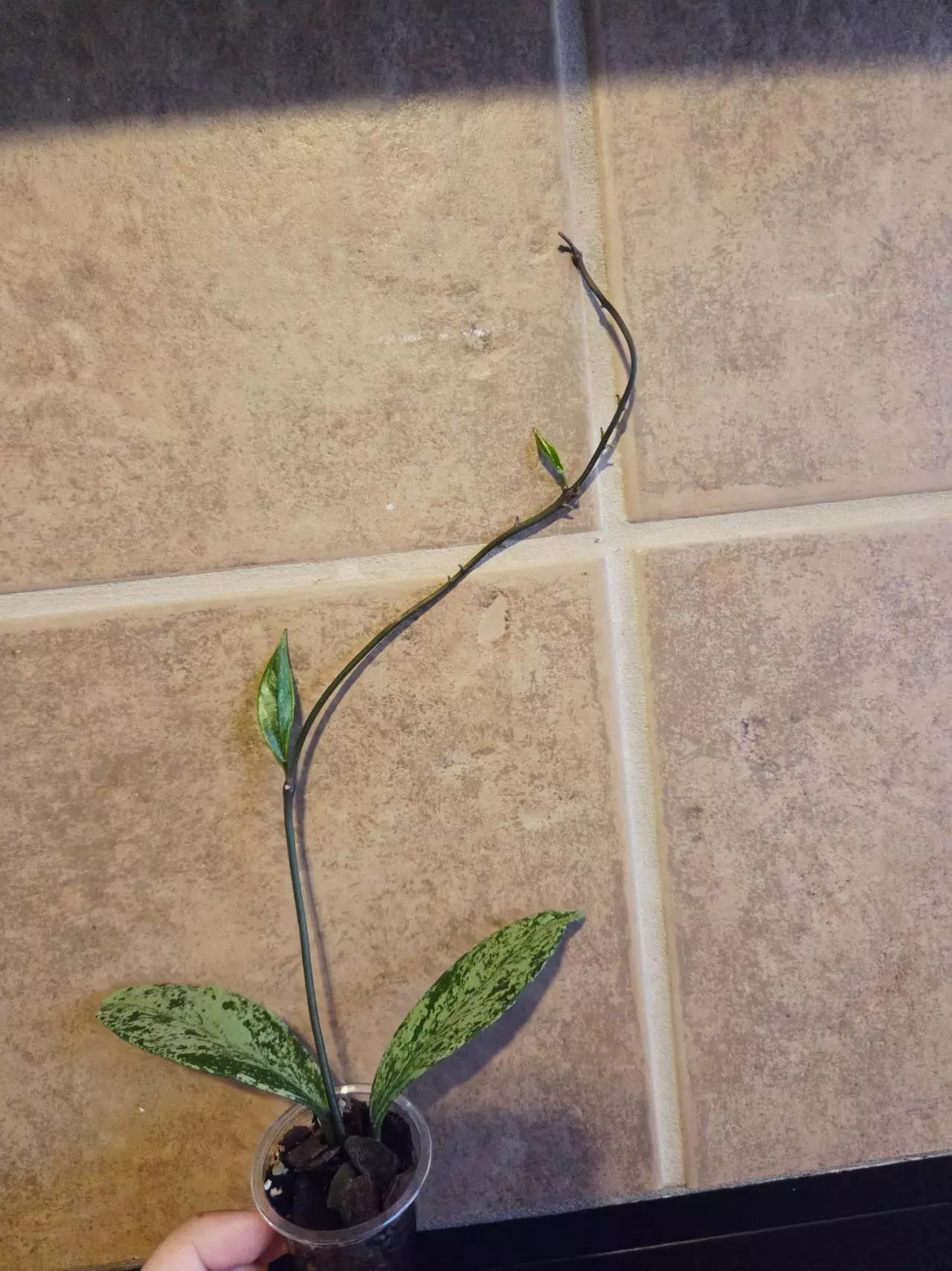 plant/Hoya Pink silver ghost publicalyx Rooted-1