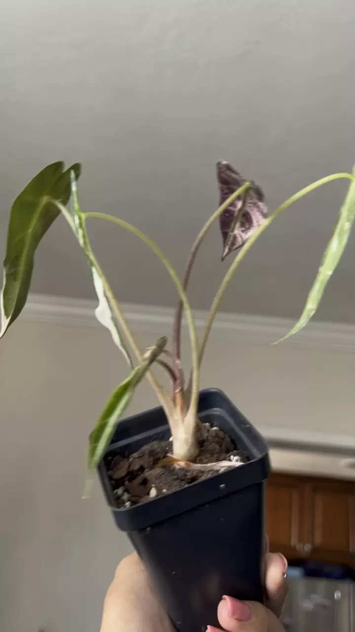 plant/Alocasia Pink Bambino-1