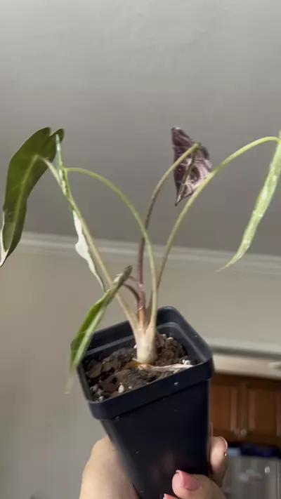 plant/Alocasia Pink Bambino-1-thumbnail