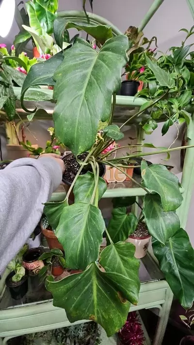 plant/Philodendron Xanadu-0-thumbnail