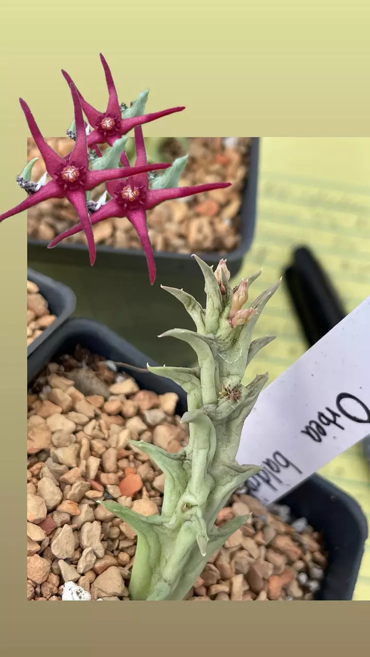 plant/Orbea baldratii-0