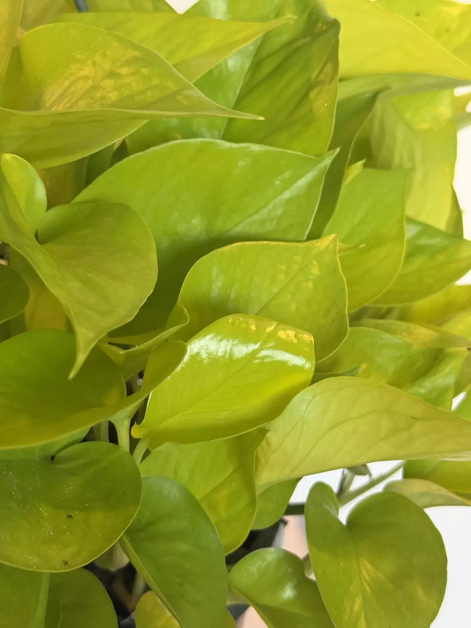 plant/8” HB Pothos Neon-1