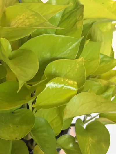plant/8” HB Pothos Neon-1-thumbnail