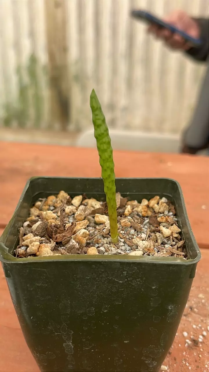 plant/Ps328 bulbine bruynsii-0