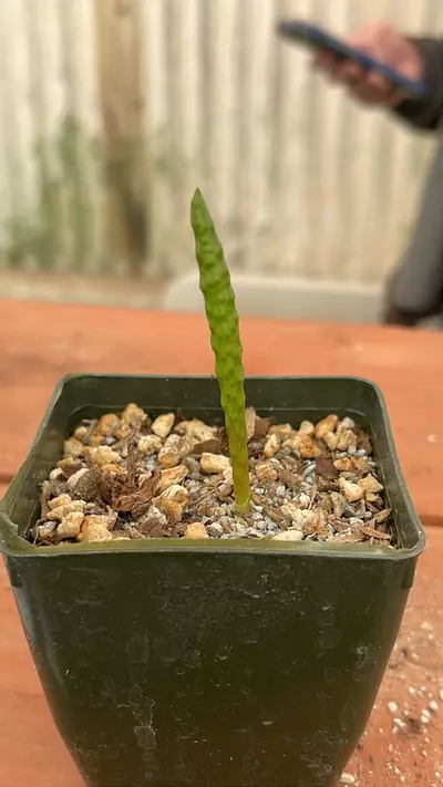 plant/Ps328 bulbine bruynsii-0-thumbnail