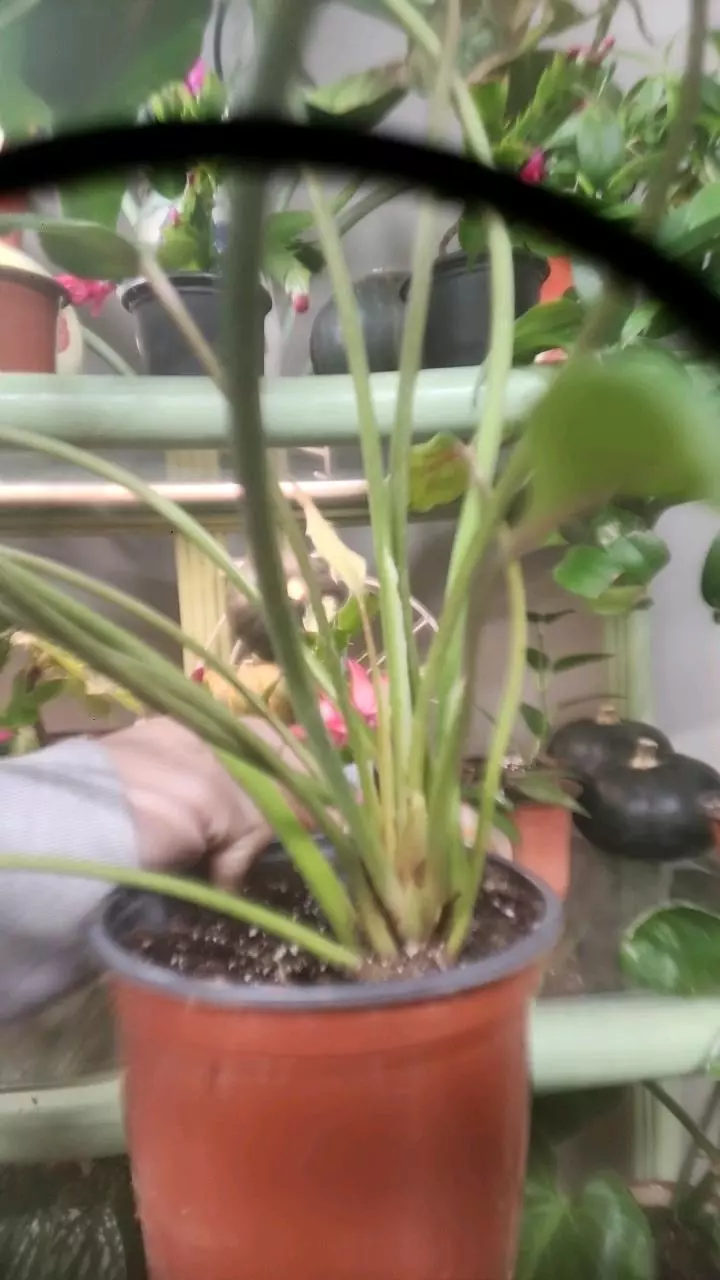 plant/Philodendron Xanadu-1