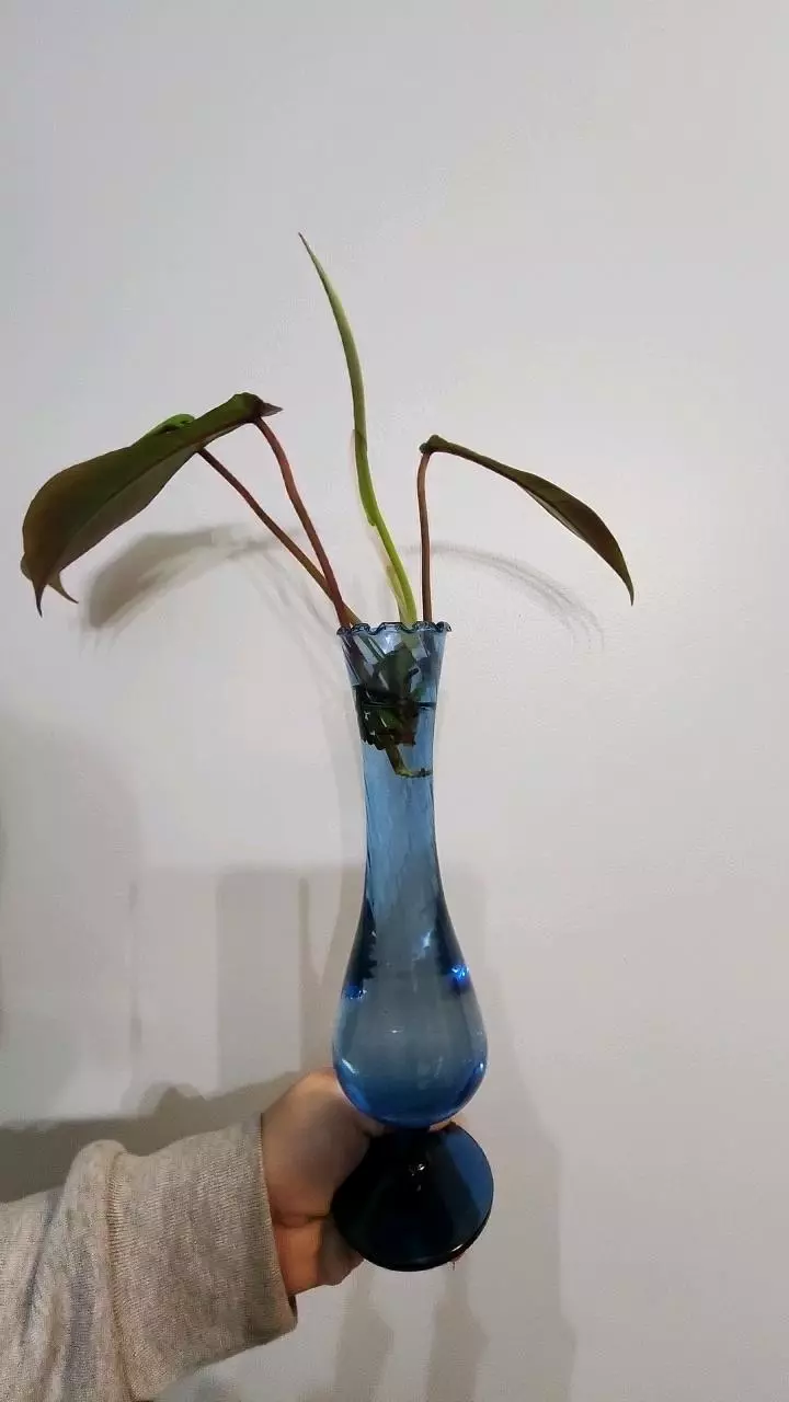 plant/Philodendron jopeii prop jar-0