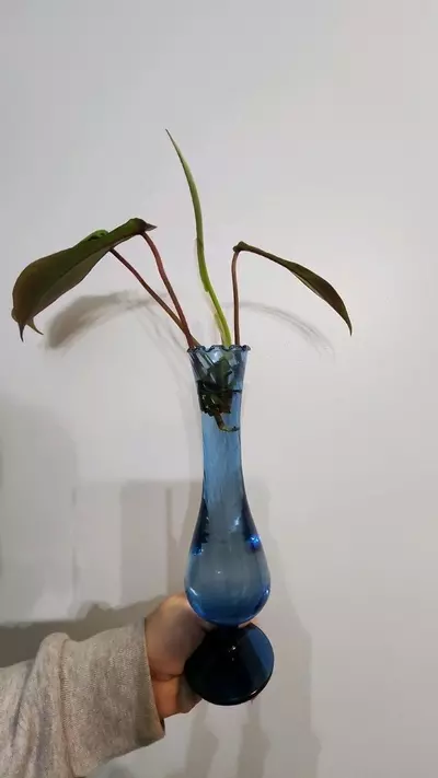 plant/Philodendron jopeii prop jar-0-thumbnail