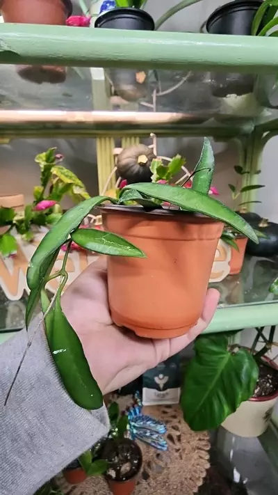 plant/Hoya wayetii-1-thumbnail
