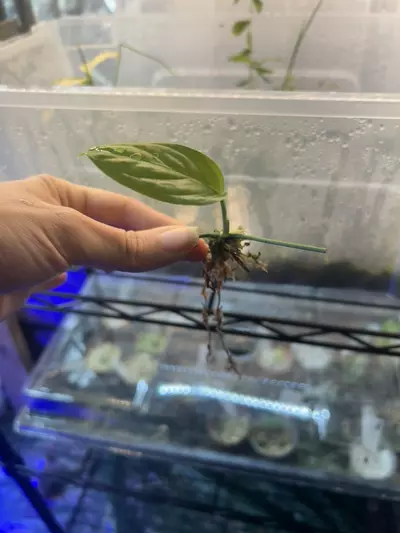 plant/Monstera obliqua yasuni-0-thumbnail