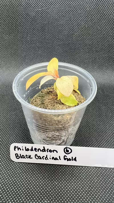 plant/Philodendron Black Cardinal Gold-5-thumbnail