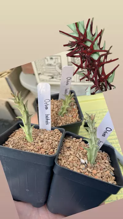 plant/Orbea baldratii-3-thumbnail